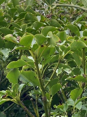 Trochodendron aralioides