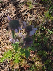 Monarda pectinata