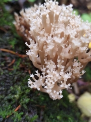 Artomyces pyxidatus