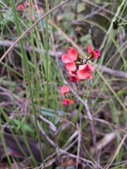 Kennedia coccinea