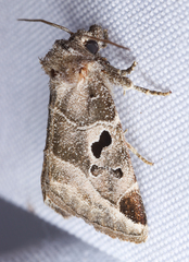 Plagiomimicus pityochromus