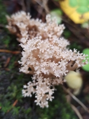 Artomyces pyxidatus