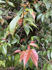 Ficus sarmentosa nipponica