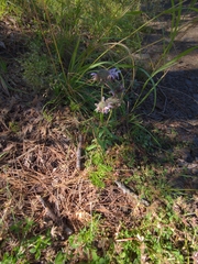 Monarda pectinata