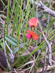 Kennedia coccinea