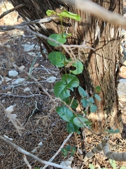 Forestiera reticulata