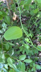 Smilax havanensis