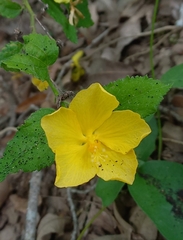 Pavonia sepium