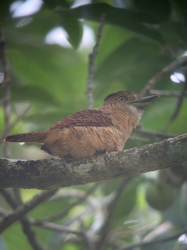 Barred Puffbird
