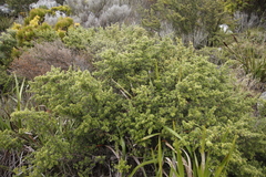 Cliffortia