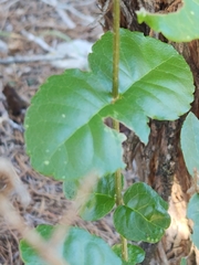 Forestiera reticulata