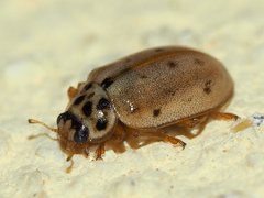 Anisosticta novemdecimpunctata