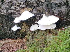 Fomitopsidaceae