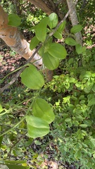 Smilax havanensis