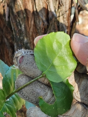 Forestiera reticulata