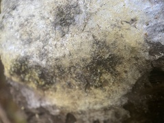 Coniophora puteana