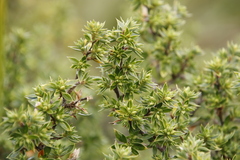 Cliffortia