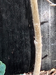 Forestiera reticulata