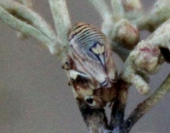 Clastoptera lineatocollis