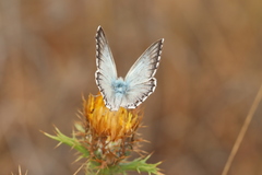 Polyommatus hispana