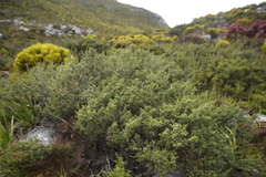 Cliffortia