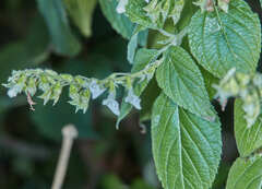 Salvia alba