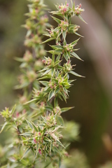 Cliffortia