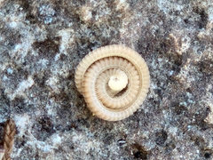 Siphonophorida