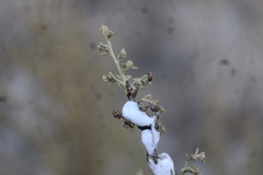 Clastoptera lineatocollis