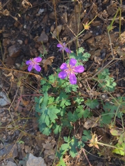 Geranium caespitosum