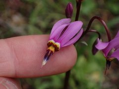 Primula pauciflora