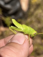 Schistocerca damnifica
