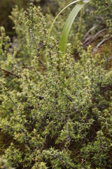 Cliffortia