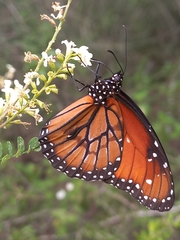 Danaus eresimus montezuma