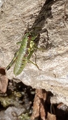 Booneacris glacialis