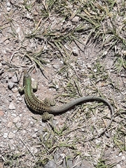 Aspidoscelis costatus