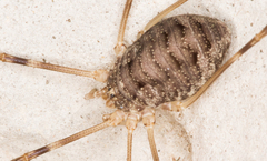 Opilio parietinus