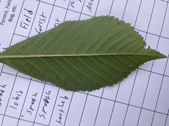 Ulmus minor