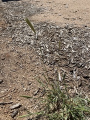 Chloris virgata