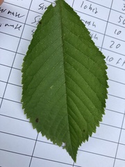 Ulmus minor