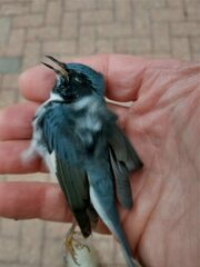 Setophaga caerulescens