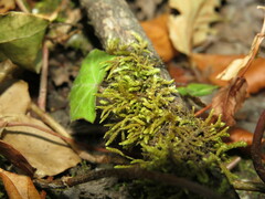 Claopodium crispifolium