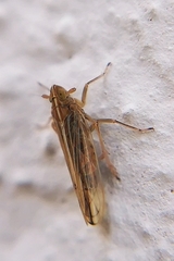 Stenocranus major