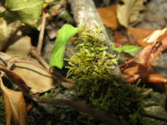 Claopodium crispifolium