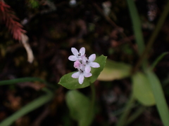 Plectritis congesta