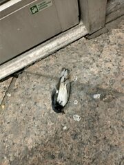 Setophaga caerulescens