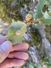 Disholandricus lasius