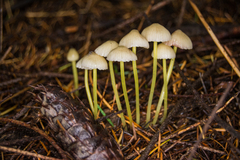 Mycena epipterygia