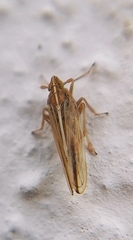 Stenocranus major