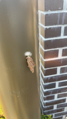 Thyridopteryx ephemeraeformis